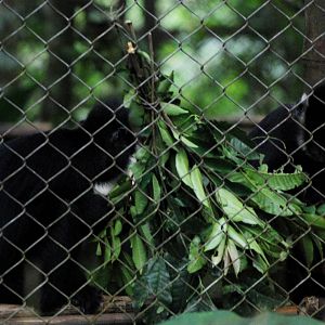 Indochinese Black and Hatinh Langurs at EPRC Cuc Phuong, 10/03/12