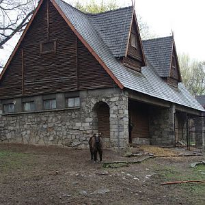 Budorcas taxicolor taxicolor