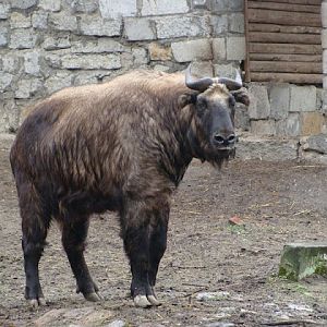 Budorcas taxicolor taxicolor