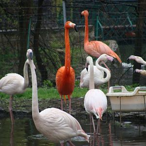 Phoenicopterus r.roseus/Phoenicopterus r.ruber