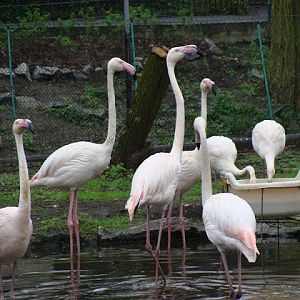 Phoenicopterus r.ruber