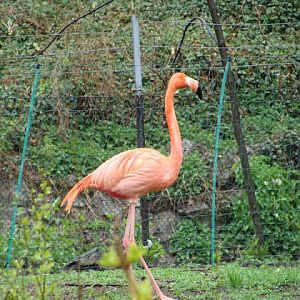 Phoenicopterus r.roseus