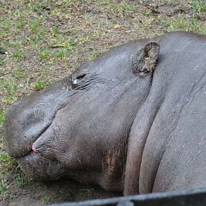 Hexaprotodon liberiensis