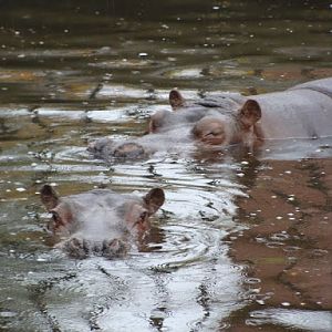 Hippopotamus amphibius
