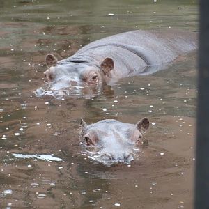 Hippopotamus amphibius