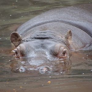 Hippopotamus amphibius