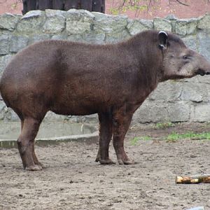 Tapirus terrestris