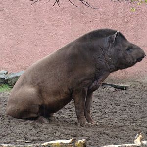 Tapirus terrestris