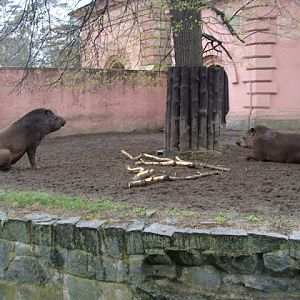 Tapirus terrestris