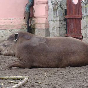 Tapirus terrestris