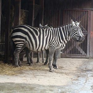 Equus quagga borensis