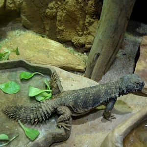 Uromastyx acanthinurus