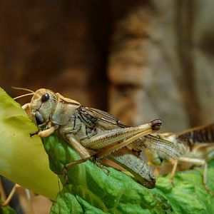 Schistocerca gregaria