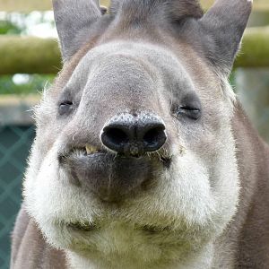 Brazilian Tapir