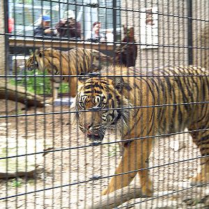 Sumatran tigers