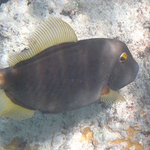 Barred Filefish (Cantherhines dumerlii)