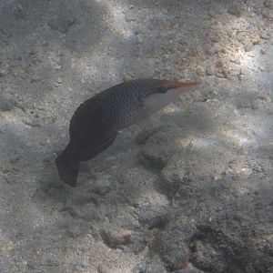 Birdnose Wrasse (Gomphosus varius) female