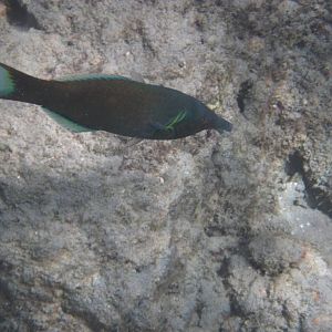 Birdnose Wrasse (Gomphosus varius) male