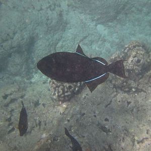 Black Triggerfish (Melichthys niger)