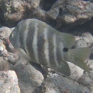 Blackspot Sergeant (Abudefduf sordidus)