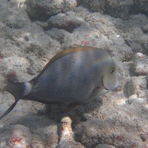 Hawaiian Blue-lined Surgeonfish (Acanthurus nigroris)