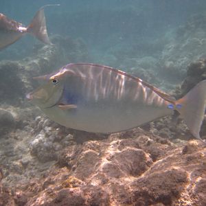 Blue-spine Surgeonfish (Naso unicornis)