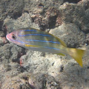 Bluestripe Snapper (Lutjanus kasmira)
