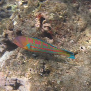 Christmas Wrasse (Thalossoma trilobatum) male