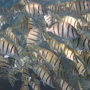 Convict Surgeonfish (Acanthurus triostegus)