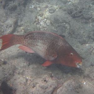 Redlip Parrotfish (Scarus rubroviolaceus) female