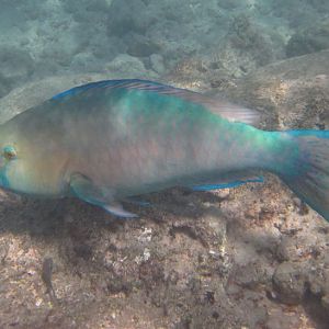 Redlip Parrotfish (Scarus rubroviolaceus) male