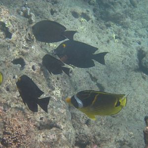 Goldring Bristletooth and Raccoon Butterflyfish