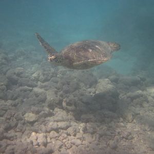 Green Turtle (Chelonia mydas)