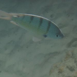 Hawaiian Sergeant (Abudefduf abdominalis)