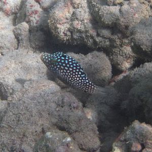 Hawaiian Whitespotted Toby (Canthigaster jactator)