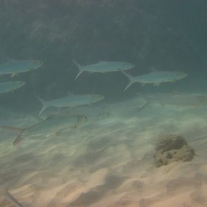 Ladyfish (Elops hawaiensis)