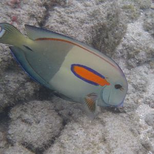 Orangeband Surgeonfish (Acanthurus olivaceus)