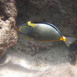 Orangespine Unicornfish (Naso lituratus)