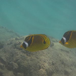 Raccoon Butterflyfish (Chaetodon lunula)