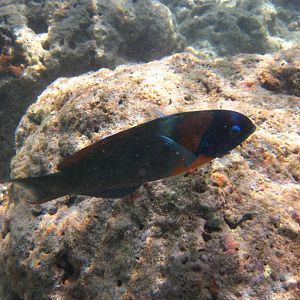 Saddle Wrasse (Thalassoma duperrey)