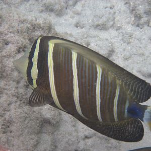 Sailfin Tang (Zebrasoma veliferum)
