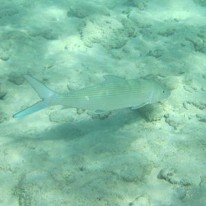 Shortjawed Bonefish