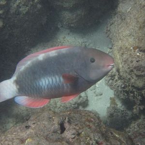 Spectacled Parrotfish (Chlorurus perspicillatus) female