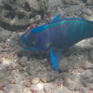 Spectacled Parrotfish (Chlorurus perspicillatus) male