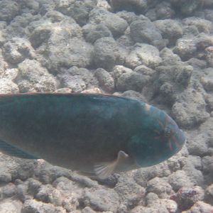 Stareye Parrotfish (Calotomus carolinus) male