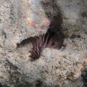 Sea Urchin