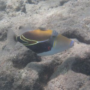 Wedgetail Triggerfish (Rhinecanthus rectangulus)