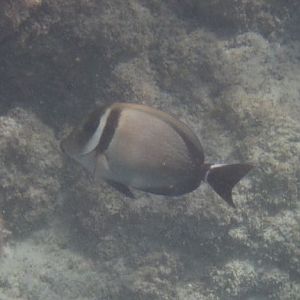Whitebar Surgeonfish (Acanthurus leucopareius)