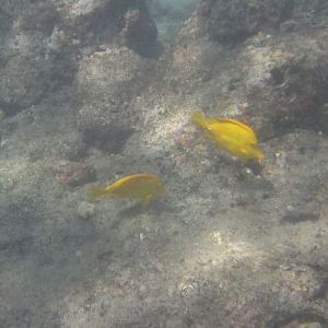 Yellow Tang (Zebrasoma flavescens)