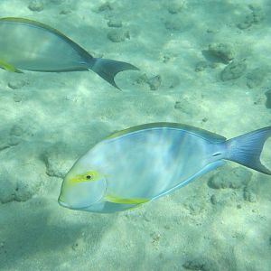 Yellowfin Surgeonfish (Acanthurus xanthopterus)